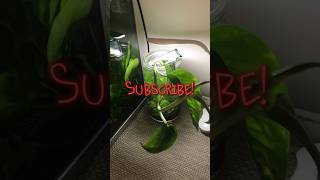 Pothos plant aquarium fish shorts short viral fyp plants [upl. by Edmond]