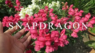 Growing Dwarf Snapdragon  Antirrhinum Plants Dwarf Snapdragon Antirrhinum majus Plant care [upl. by Suzette]