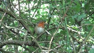 Robin UK Wildlife [upl. by Martyn]