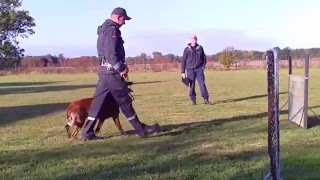 Police K9 Tests for Swedish Security dogs [upl. by Eitsirhc]