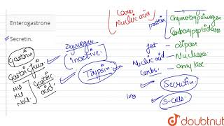 Enzyme trypsinogen is changed to trypsin by  12  DIGESTION AND ABSORPTION  BIOLOGY  DINESH [upl. by Dinsdale]