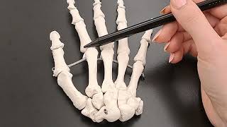 Skeleton of the Hand  Carpals Metacarpals  Phalanges  Made Easy [upl. by Nimzaj]