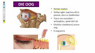 Lewenswetenskappe GR12 Die Menslike Oog Deel1 [upl. by Doy825]