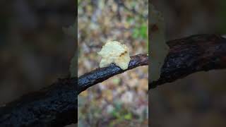 Do you know about Hexagonal polypore mushroom🍄🤯🔍 [upl. by Elleral]