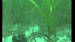 Seagrass beds make an ideal home  Sound of Barra [upl. by Behrens697]