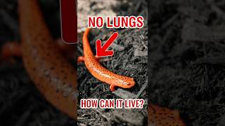 Lungless Salamander  No Lungs No Problem How Does It Survive [upl. by Itteb]