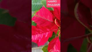 HOW TO GROW AND CARE FOR POINSETTIA CHRISTMAS FLOWERS [upl. by Laenahtan]