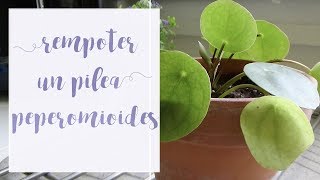 Comment rempoter un pilea peperomioides Tuto jardinage [upl. by Rayle]