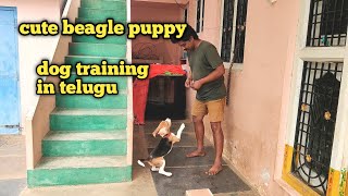 cute beagle puppy training in telugu  beagle  dog training in telugu support 🙏 [upl. by Yelats]