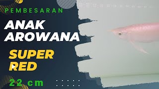 PEMBESARAN IKAN AROWANAPERTUMBUHAN AROWANA SUPER RED [upl. by Nivrac]