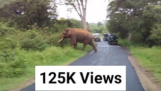 ELEPHANT CROSSING ROAD IN MASINAGUDI [upl. by Aidua]