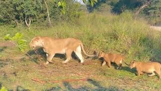 Msuthlu Talamati Lion Pride with cubs  20 April 2024 [upl. by Naeroled]