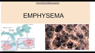 Emphysema Types Pathogenesis and morphology [upl. by Amiarom]