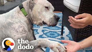 Watch The TearJerking Moment This Dog Meets His New Mom  The Dodo Adoption Day [upl. by Zelten533]