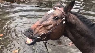 Horse Grins And Farts After Playing In Water  1171936 [upl. by Philcox]