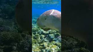 Dugong sea cow [upl. by Maillliw]