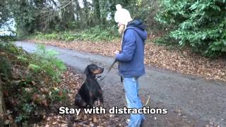 Caleb  Doberman  4 week residential dog training with Adolescent Dogs [upl. by O'Neil836]