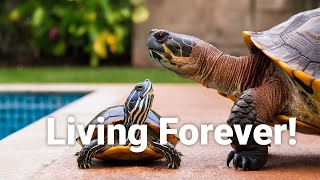 5 Amazing Turtle Secrets You Never Knew Existed shorts animals [upl. by Eedyaj716]