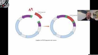 Ligation of PCR Products [upl. by Tonye906]