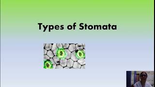 Types of Stomata in Plants [upl. by Kristel]