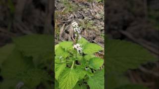 TANAMAN SANGKETAN ‼️ Heliotropium indicum sangketan buntuttikus Heliotropiumindicum Basilicum [upl. by Sacttler524]