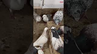 Pigeons pigeon kabutarbreedingtipsandtricks fishaquarium kabootar homerkabutar [upl. by Haerr]