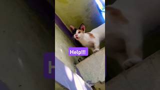 Funny Catsh shortsfeed shorts funny viral [upl. by Amend]