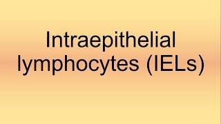 Intraepithelial Lymphocytes IELs Pronunciation  How to Say  How to Pronounce [upl. by Orodisi366]