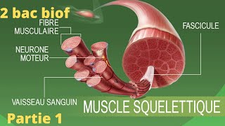 chapitre 2  rôle du muscle strié squelettique dans la transformation dénergie 🔻 partie 1 [upl. by Ynhoj449]