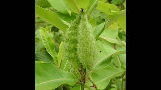 PROGRESS WITH THE MILKWEED [upl. by Diantha]