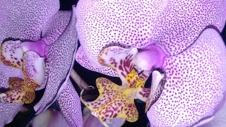 PHALAENOPSIS VANDASVIOLETAS FLOREScomprinhas p kit no carrefour [upl. by Hadwin]