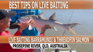 Fishing Edge episode  Estuary Live Baiting Far North Queensland [upl. by Jeffy]