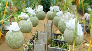 How to Grow Cantaloupe From A To Z At Home High Yield Big Fruit Super Sweetness [upl. by Nahsad]