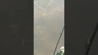 fishing fiish beachfishing fish filefish carp fihing carpfishing fiahing videogama [upl. by Akel]