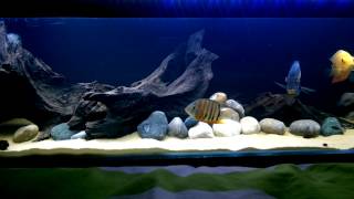 South American Cichlid Tank [upl. by Riddle165]