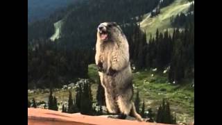 Marmot Screaming [upl. by Medina]