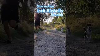 Slow Motion Running Russells 🐶  Jack Russell shorts  jackrussellterrier slowmotion [upl. by Nyltac352]