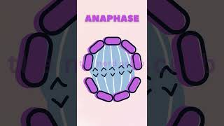 Phases of Mitosis  shortsvideo viralshorts shorts science mitosis [upl. by Rainwater]