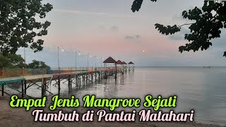 Empat Jenis Mangrove Sejati Tumbuh di Pantai Matahari [upl. by Esile]