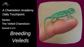 Breeding Veiled Chameleons [upl. by Iamhaj578]