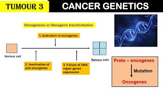 Cancer Genetics  Oncogenesis  Oncogenes  Tumour suppressor genes Conc GenesDr Ghanshyam Jangid [upl. by Nico94]