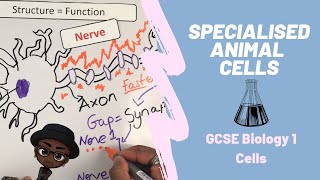 Specialised Animal cells  Sperm Muscle Nerve  GCSE Biology Paper 1 [upl. by Eelame]