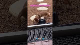 Tilly the dachshund puppy cute friendship funny helping healing newbeginnings love garden [upl. by Turpin]