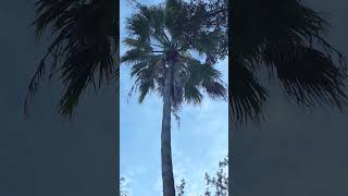 Palm Tree swaying in the wind 40 ft tall Washingtonia [upl. by Ettezil]