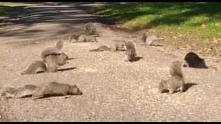 Video für Katzen im Fernsehen [upl. by Adihahs]