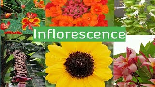 Inflorescence  An Introduction Types  Racemose Cymose  Their Differences and Special types [upl. by Spiegelman]