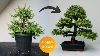 Making Dwarf Jade Bonsai Formal Upright Style  Repotting  Pruning  Wiring [upl. by Oiramed]