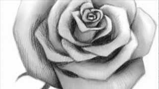 How to Draw an Open Rose [upl. by Virge]