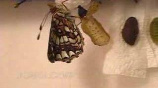 Gabbs Checkerspot Butterfly Emerging from Chrysalis [upl. by Lampert]