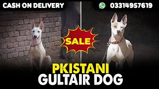 Top Class Pakistani Gultair Dog For SaleCargo All Over PakistanContact Number 03314957619 [upl. by Vange]